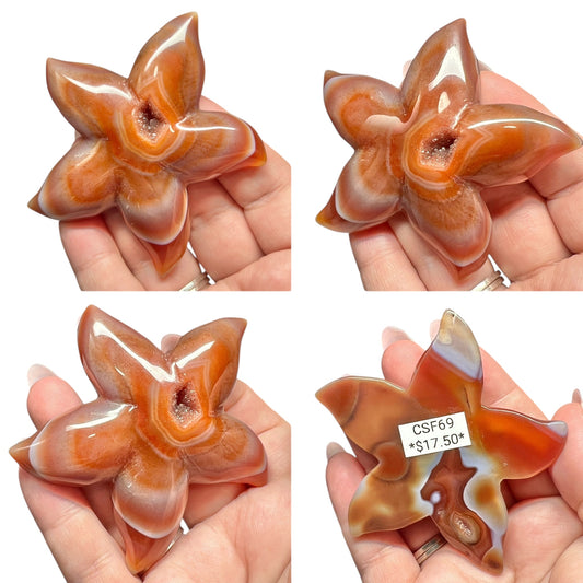 Carnelian Starfish