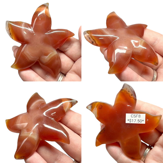 Carnelian Starfish